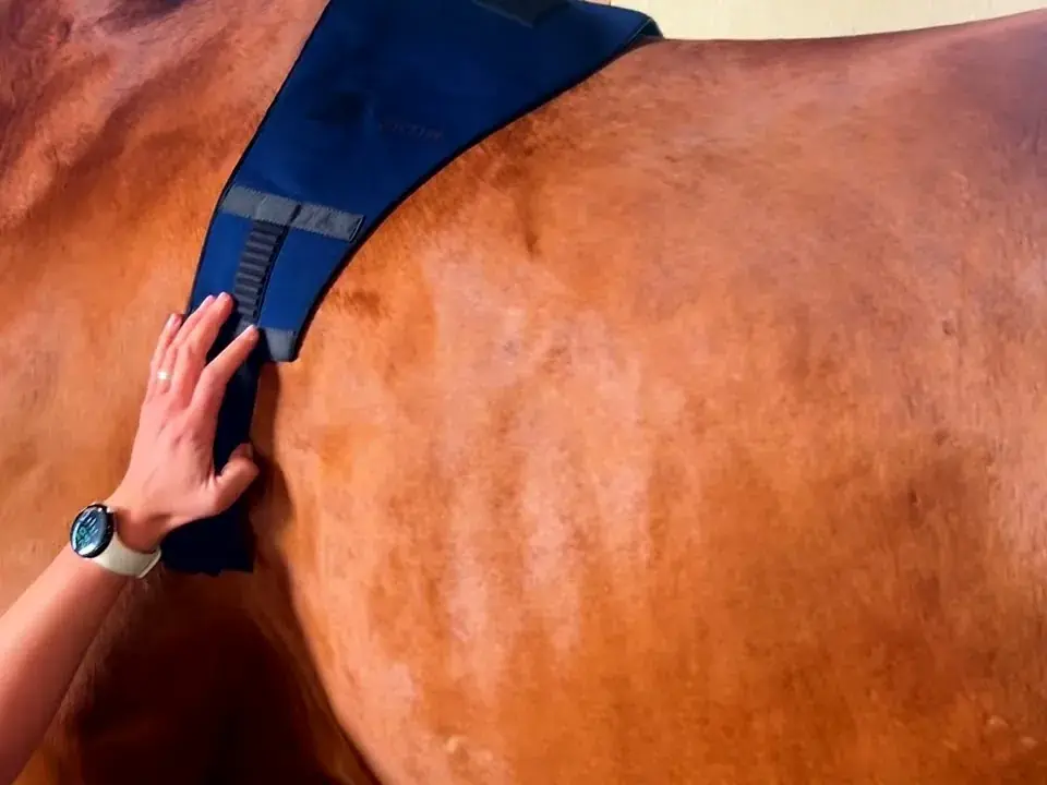 A handler smoothing the SKIIN Equine textile band into place over a horse’s withers